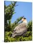 Southern crested caracara (Caracara plancus), Carcass Island, Falkland Islands-Martin Zwick-Stretched Canvas