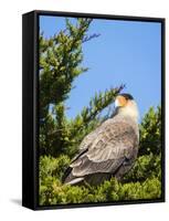 Southern crested caracara (Caracara plancus), Carcass Island, Falkland Islands-Martin Zwick-Framed Stretched Canvas