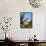 Southern crested caracara (Caracara plancus), Carcass Island, Falkland Islands-Martin Zwick-Framed Stretched Canvas displayed on a wall