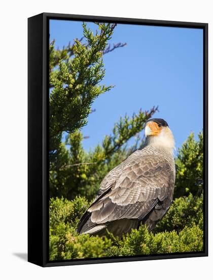 Southern crested caracara (Caracara plancus), Carcass Island, Falkland Islands-Martin Zwick-Framed Stretched Canvas