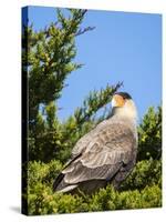 Southern crested caracara (Caracara plancus), Carcass Island, Falkland Islands-Martin Zwick-Stretched Canvas