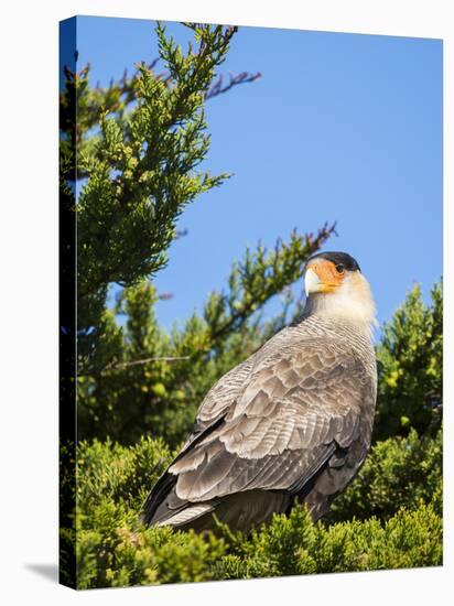 Southern crested caracara (Caracara plancus), Carcass Island, Falkland Islands-Martin Zwick-Stretched Canvas