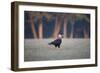 Southern Crested Caracara, Caracara Plancus, Walking in Sao Paulo's Ibirapuera Park-Alex Saberi-Framed Photographic Print