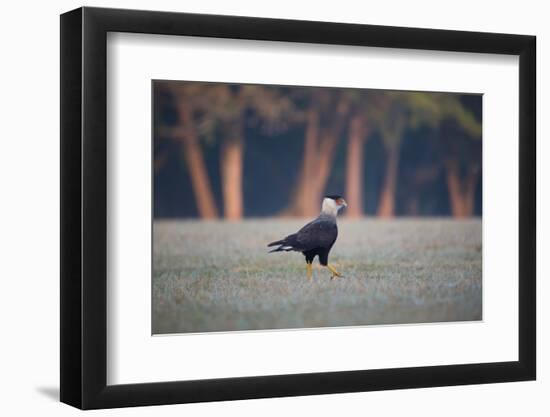 Southern Crested Caracara, Caracara Plancus, Walking in Sao Paulo's Ibirapuera Park-Alex Saberi-Framed Photographic Print