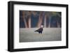 Southern Crested Caracara, Caracara Plancus, Walking in Sao Paulo's Ibirapuera Park-Alex Saberi-Framed Photographic Print