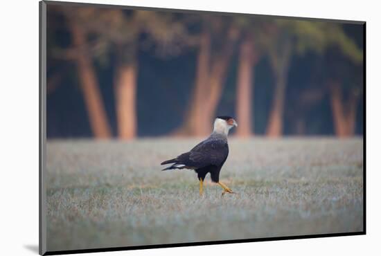 Southern Crested Caracara, Caracara Plancus, Walking in Sao Paulo's Ibirapuera Park-Alex Saberi-Mounted Photographic Print