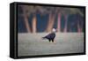 Southern Crested Caracara, Caracara Plancus, Walking in Sao Paulo's Ibirapuera Park-Alex Saberi-Framed Stretched Canvas