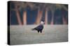 Southern Crested Caracara, Caracara Plancus, Walking in Sao Paulo's Ibirapuera Park-Alex Saberi-Stretched Canvas