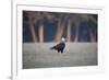 Southern Crested Caracara, Caracara Plancus, Walking in Sao Paulo's Ibirapuera Park-Alex Saberi-Framed Photographic Print