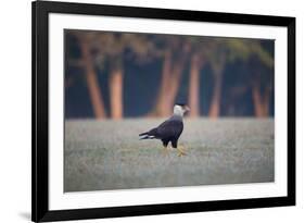 Southern Crested Caracara, Caracara Plancus, Walking in Sao Paulo's Ibirapuera Park-Alex Saberi-Framed Photographic Print