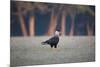 Southern Crested Caracara, Caracara Plancus, Walking in Sao Paulo's Ibirapuera Park-Alex Saberi-Mounted Photographic Print