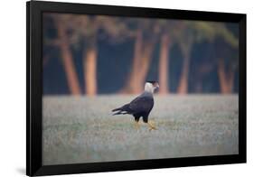 Southern Crested Caracara, Caracara Plancus, Walking in Sao Paulo's Ibirapuera Park-Alex Saberi-Framed Photographic Print