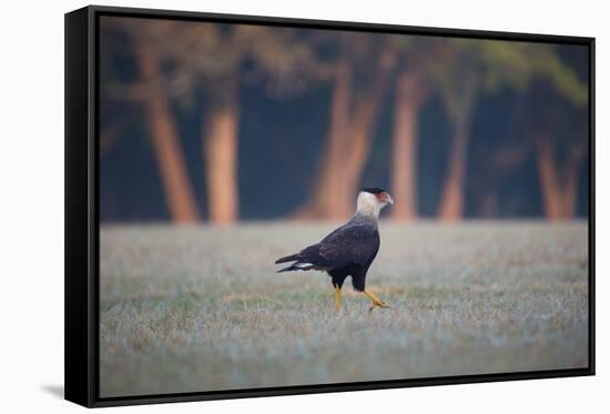 Southern Crested Caracara, Caracara Plancus, Walking in Sao Paulo's Ibirapuera Park-Alex Saberi-Framed Stretched Canvas