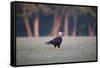 Southern Crested Caracara, Caracara Plancus, Walking in Sao Paulo's Ibirapuera Park-Alex Saberi-Framed Stretched Canvas