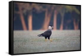 Southern Crested Caracara, Caracara Plancus, Walking in Sao Paulo's Ibirapuera Park-Alex Saberi-Framed Stretched Canvas