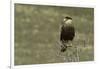 Southern Crested Caracara, Torres del Paine National Park, Chile, Patagonia-Adam Jones-Framed Photographic Print