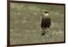 Southern Crested Caracara, Torres del Paine National Park, Chile, Patagonia-Adam Jones-Framed Photographic Print