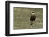 Southern Crested Caracara, Torres del Paine National Park, Chile, Patagonia-Adam Jones-Framed Photographic Print