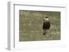 Southern Crested Caracara, Torres del Paine National Park, Chile, Patagonia-Adam Jones-Framed Photographic Print