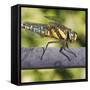 Southern Darter-Adrian Campfield-Framed Stretched Canvas