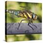 Southern Darter-Adrian Campfield-Stretched Canvas