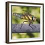 Southern Darter-Adrian Campfield-Framed Photographic Print