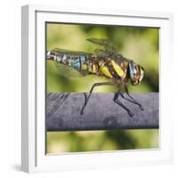 Southern Darter-Adrian Campfield-Framed Photographic Print