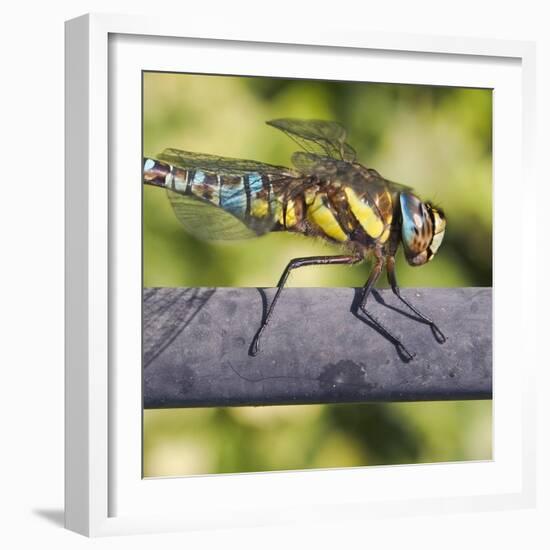 Southern Darter-Adrian Campfield-Framed Photographic Print
