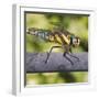 Southern Darter-Adrian Campfield-Framed Photographic Print
