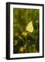 Southern Dogface (Colias cesonia) butterfly feeding-Larry Ditto-Framed Photographic Print