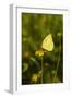 Southern Dogface (Colias cesonia) butterfly feeding-Larry Ditto-Framed Photographic Print