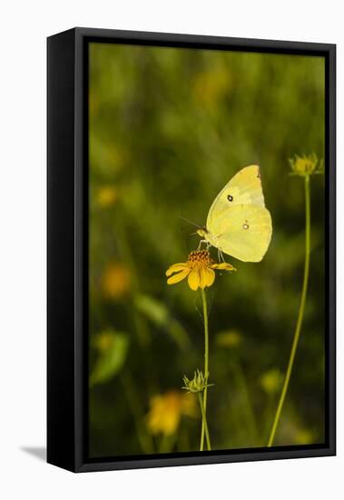 Southern Dogface (Colias cesonia) butterfly feeding-Larry Ditto-Framed Stretched Canvas