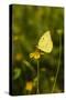 Southern Dogface (Colias cesonia) butterfly feeding-Larry Ditto-Stretched Canvas