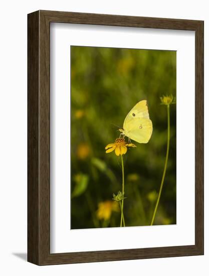 Southern Dogface (Colias cesonia) butterfly feeding-Larry Ditto-Framed Photographic Print