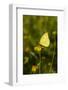 Southern Dogface (Colias cesonia) butterfly feeding-Larry Ditto-Framed Photographic Print