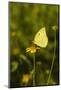 Southern Dogface (Colias cesonia) butterfly feeding-Larry Ditto-Mounted Photographic Print