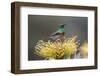 Southern double-collared sunbird, Cape Town, South Africa-Ann & Steve Toon-Framed Photographic Print