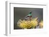 Southern double-collared sunbird, Cape Town, South Africa-Ann & Steve Toon-Framed Photographic Print