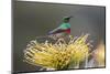 Southern double-collared sunbird, Cape Town, South Africa-Ann & Steve Toon-Mounted Photographic Print
