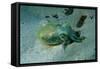 Southern Dumpling Squid Has a Luminescent Light-null-Framed Stretched Canvas