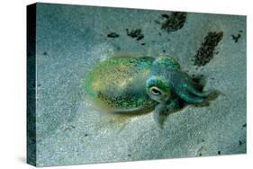 Southern Dumpling Squid Has a Luminescent Light-null-Stretched Canvas