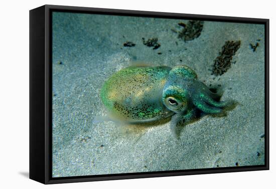 Southern Dumpling Squid Has a Luminescent Light-null-Framed Stretched Canvas