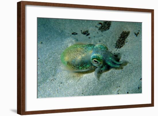 Southern Dumpling Squid Has a Luminescent Light-null-Framed Photographic Print