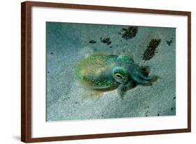 Southern Dumpling Squid Has a Luminescent Light-null-Framed Photographic Print