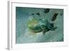 Southern Dumpling Squid Has a Luminescent Light-null-Framed Photographic Print