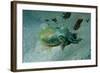 Southern Dumpling Squid Has a Luminescent Light-null-Framed Photographic Print