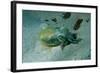Southern Dumpling Squid Has a Luminescent Light-null-Framed Photographic Print
