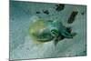 Southern Dumpling Squid Has a Luminescent Light-null-Mounted Photographic Print