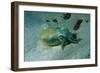 Southern Dumpling Squid Has a Luminescent Light-null-Framed Photographic Print