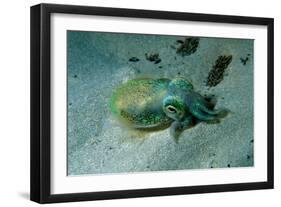 Southern Dumpling Squid Has a Luminescent Light-null-Framed Photographic Print